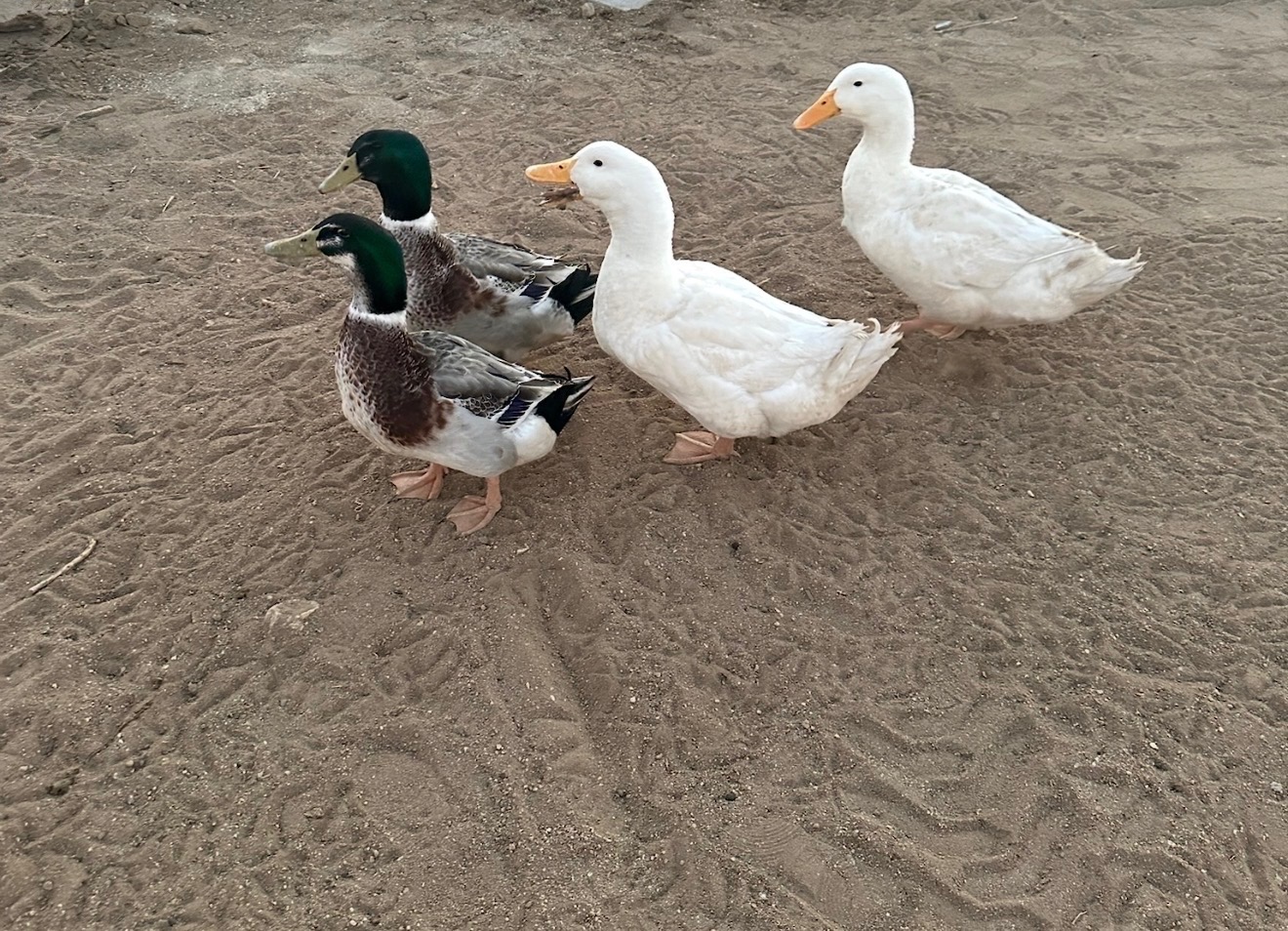 Ducks